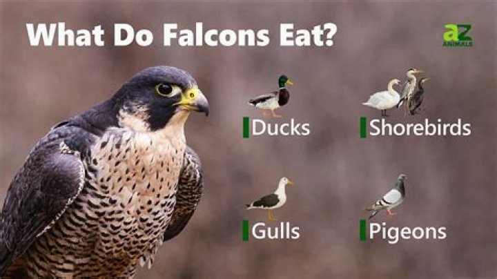 How many pigeons does a peregrine falcon eat?