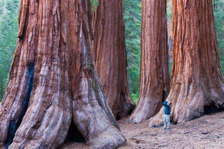 How many redwoods are in California?