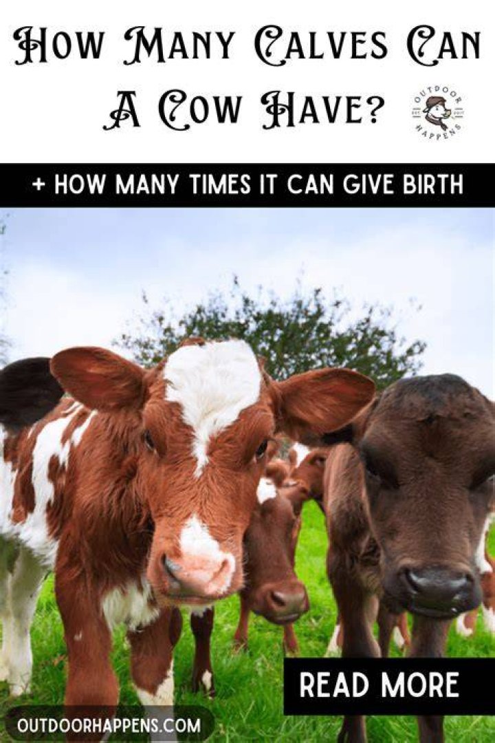 How many times a cow can give birth?