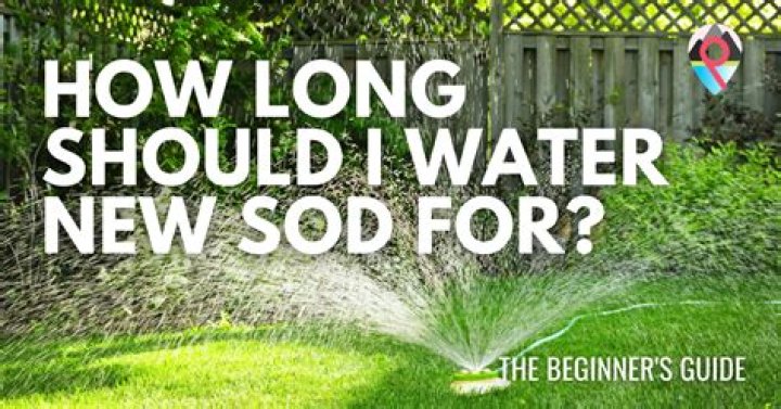 How many times a day should you water new sod?