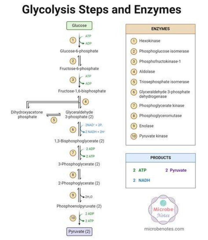How many total steps are there in the process of glycolysis?