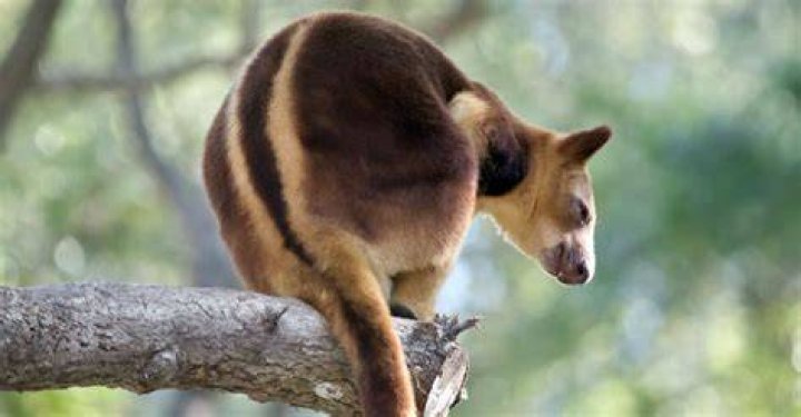 How many tree kangaroos are left?