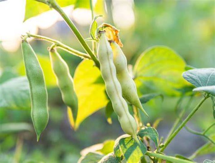 How many types of spring beans are there?