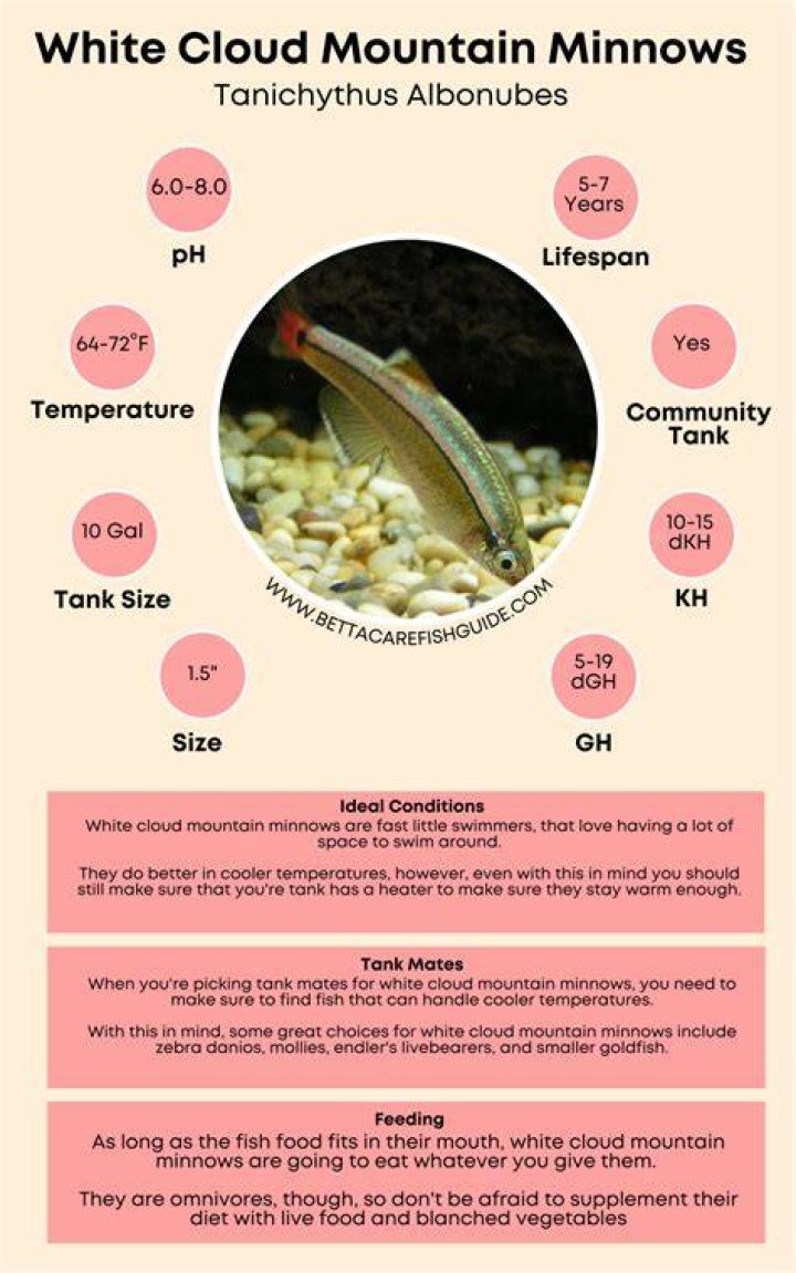 How many white cloud minnows are in a 10 gallon tank?