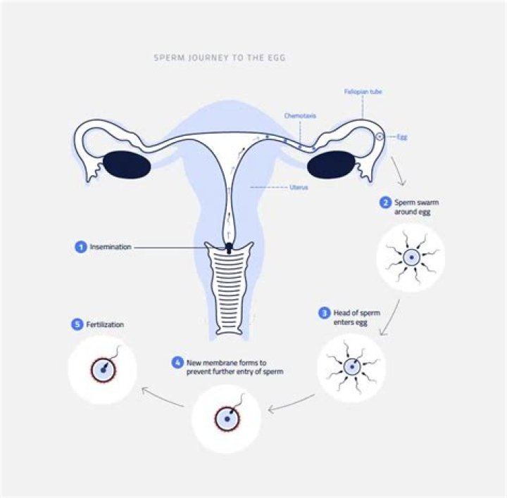 How many years a man can produce sperm?