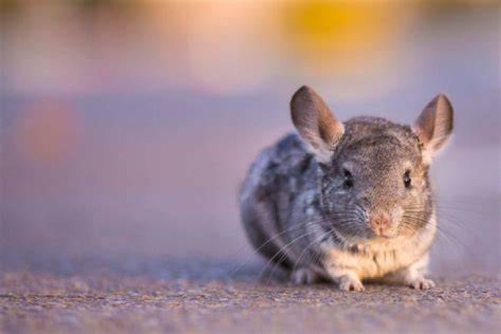 How much chinchillas cost at Petco?
