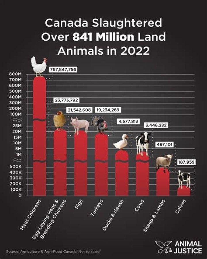 How much do animal cruelty investigators make an hour?