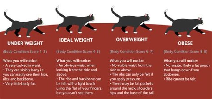 How much do fat cats weigh?
