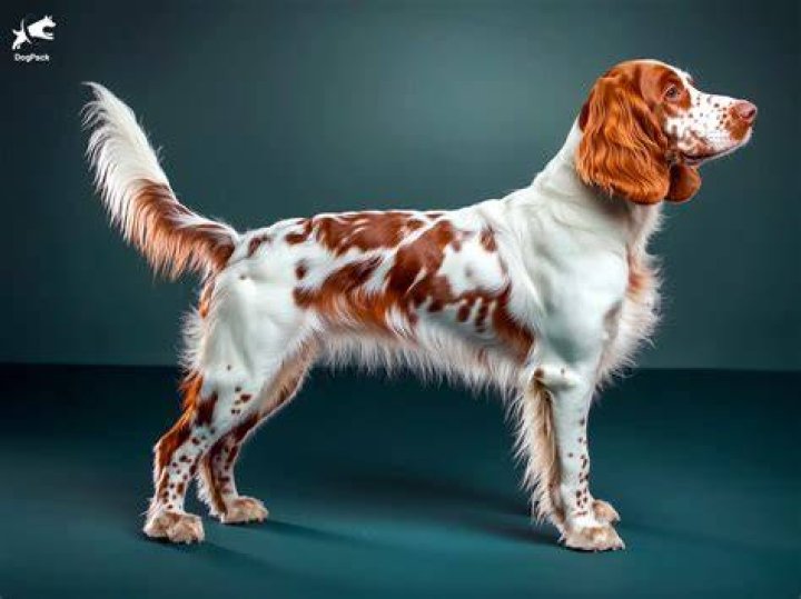 How much do Irish red and white setters cost?