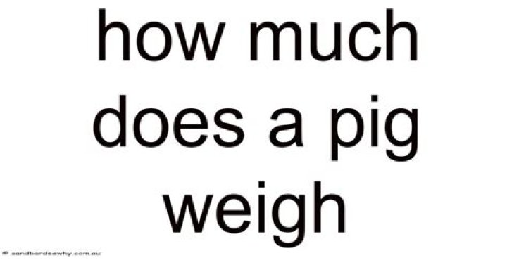 How much does a big pig weigh?