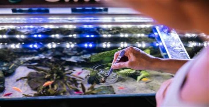 How much does aquarium maintenance cost?