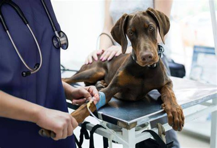 How much does it cost for a dog to get IV fluids?