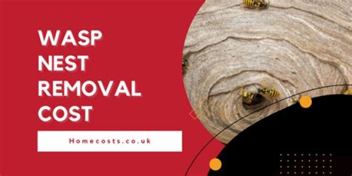 How much does it cost for wasp nest removal?