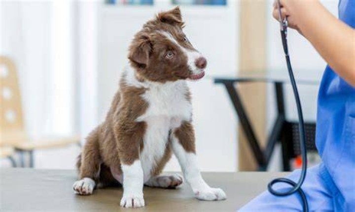 How much does it cost for your puppy's first visit to the vet?
