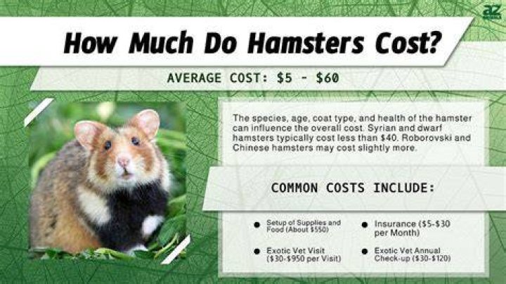 How much does it cost to keep a hamster?