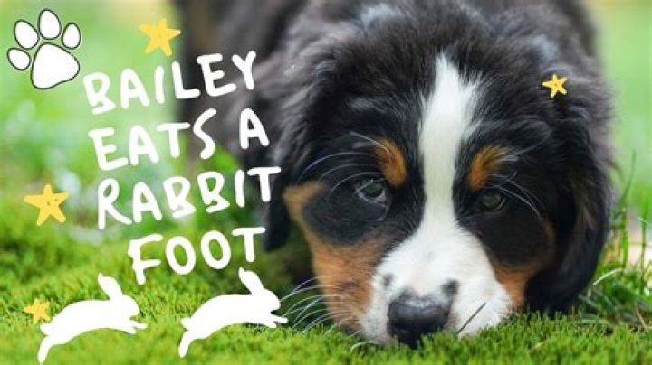 How much food does a Bernese mountain dog eat?