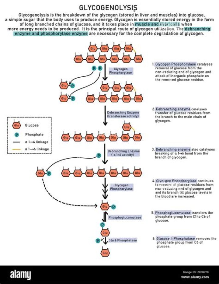 How much glycogen is stored in the liver and muscles?