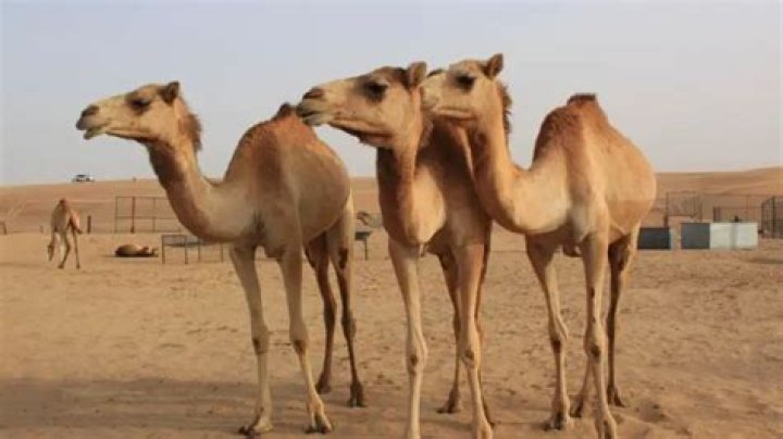 How much is a camel worth in pounds?