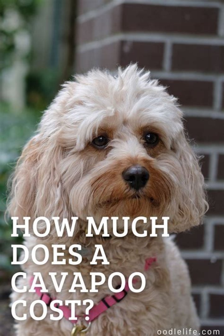How much is a Cavapoo?