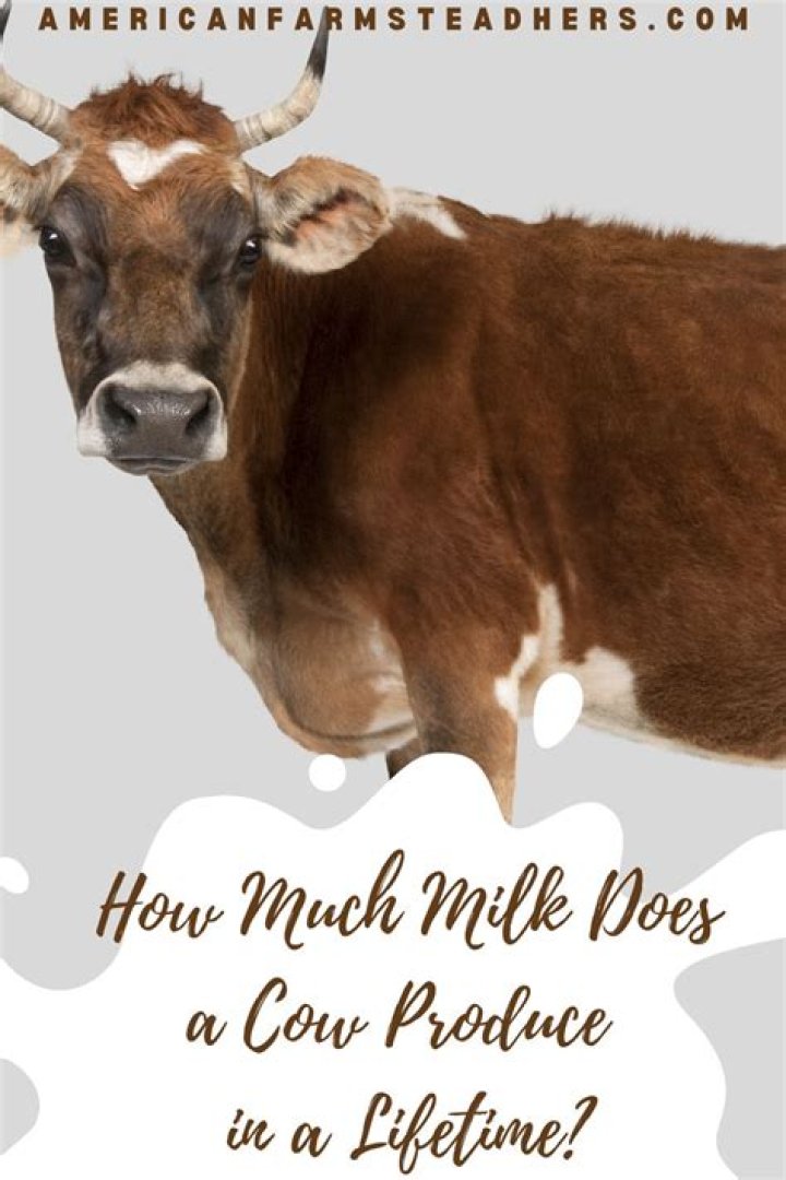 How much milk does a Hereford cow produce?