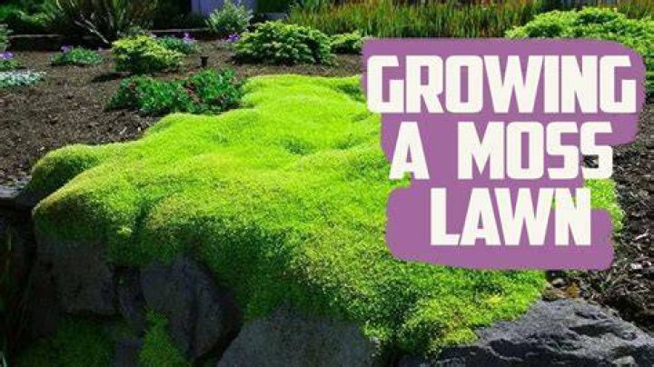 How much moss do I need for a wreath?