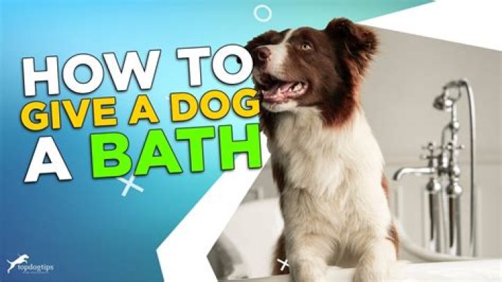 How much oatmeal do you give a dog a bath?