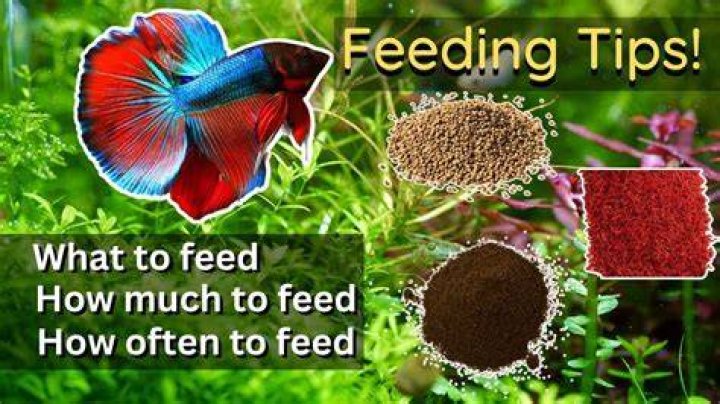 How much pea should I feed my betta?