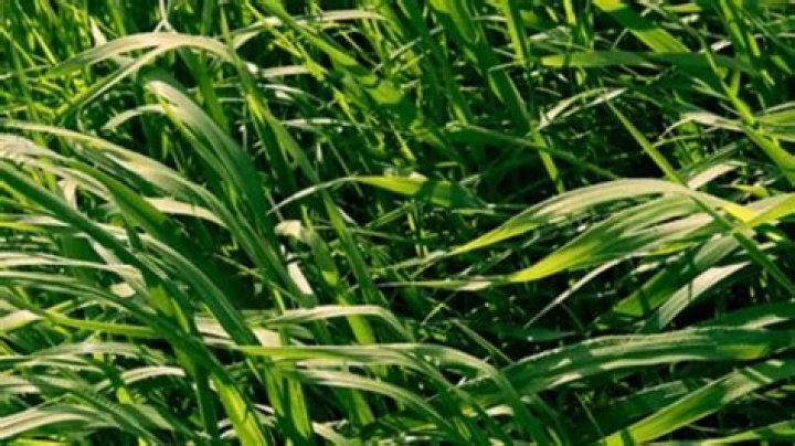 How much ryegrass do you plant per acre?