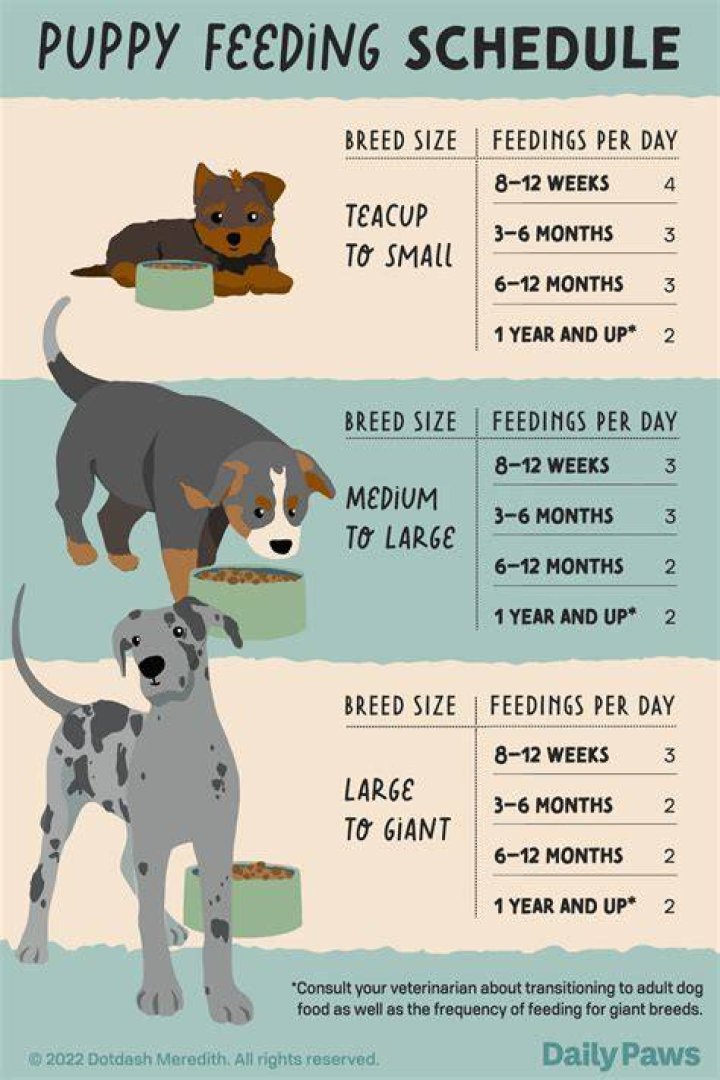 How much should u feed a puppy?