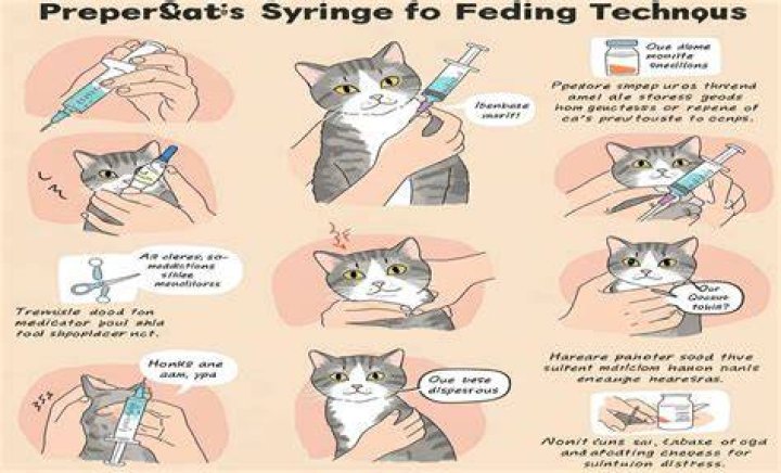 How much should you syringe feed a cat?