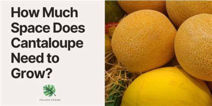 How much space does a cantaloupe plant need to grow?