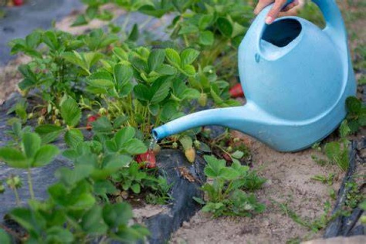 How much water does a strawberry plant need per day?