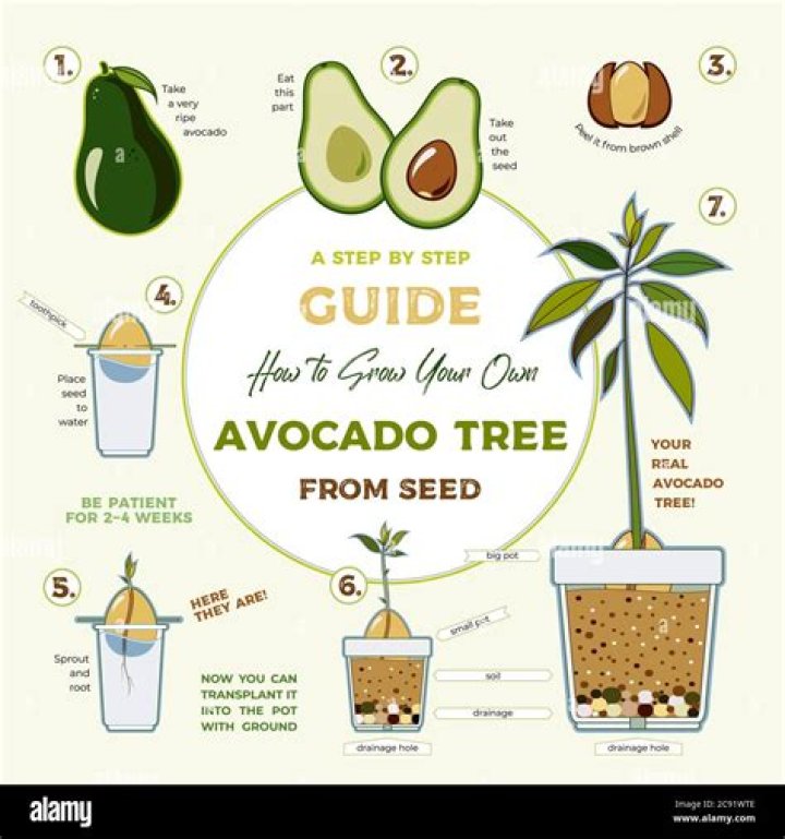 How much water does an avocado tree need a day?