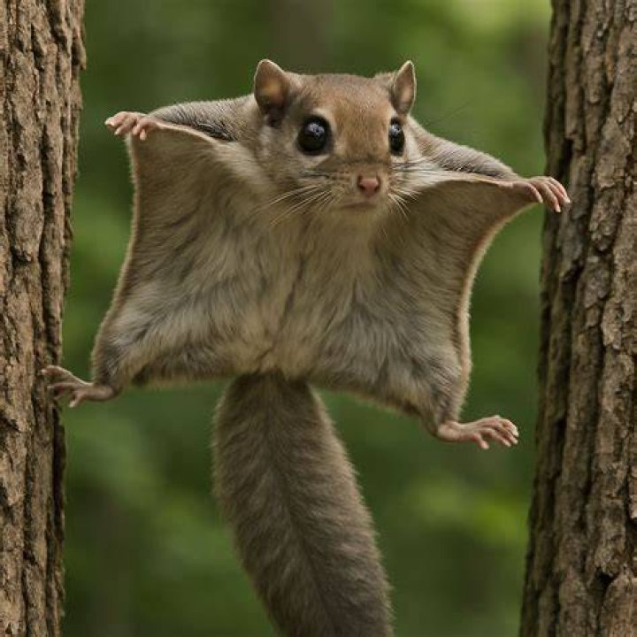 How much would a flying squirrel cost?