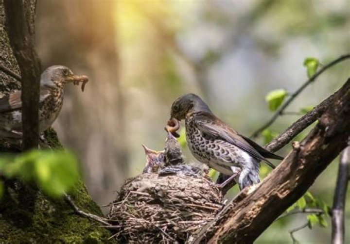 How often do birds have babies?