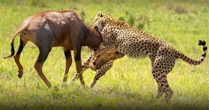 How often do cheetahs catch their prey?