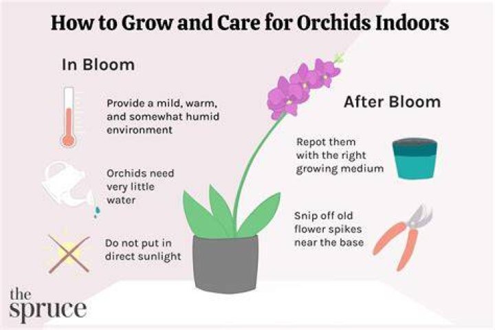 How often do Moth orchids bloom?