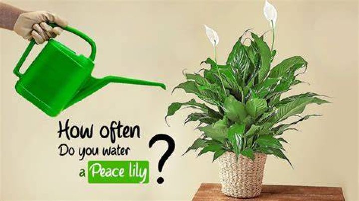 How often do perennials need to be watered?