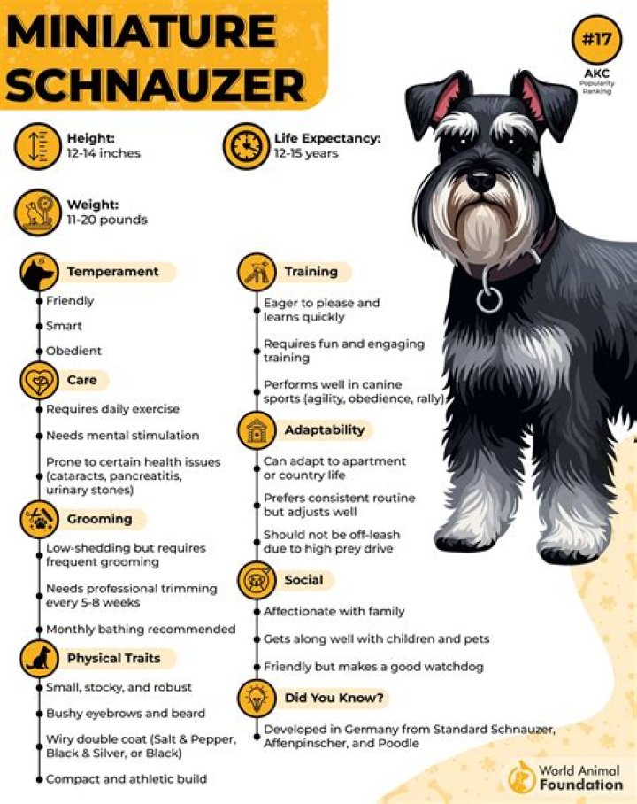 How often do you bathe a Miniature Schnauzer?