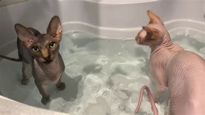 How often do you bathe your Sphynx?