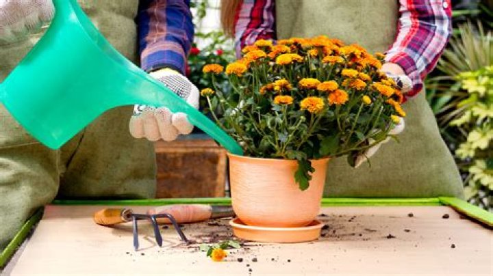 How often do you have to water potted mums?