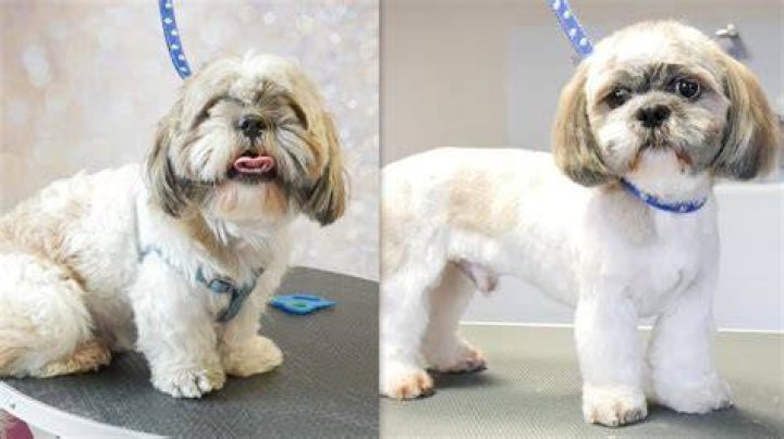 How often does a Shih Tzu need to be groomed?