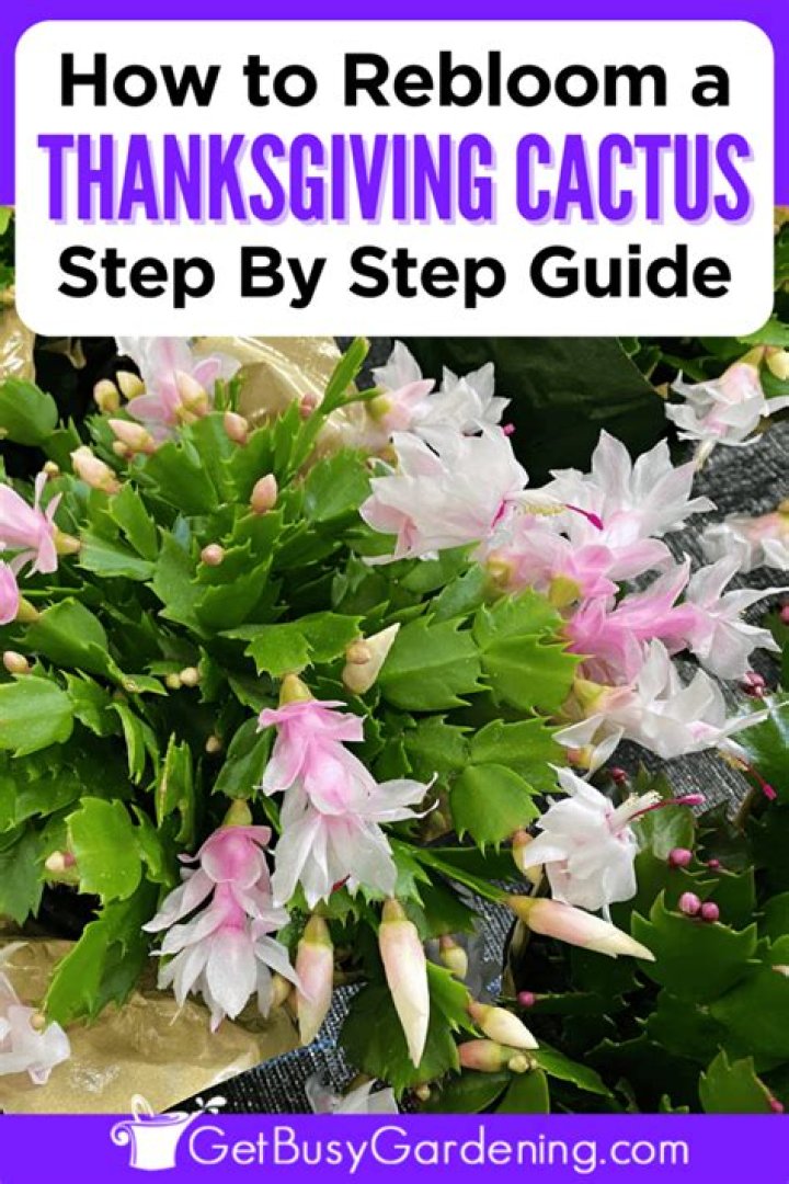 How often does a Thanksgiving cactus bloom?