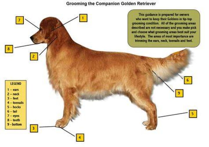 How often should a Golden Retriever be professionally groomed?