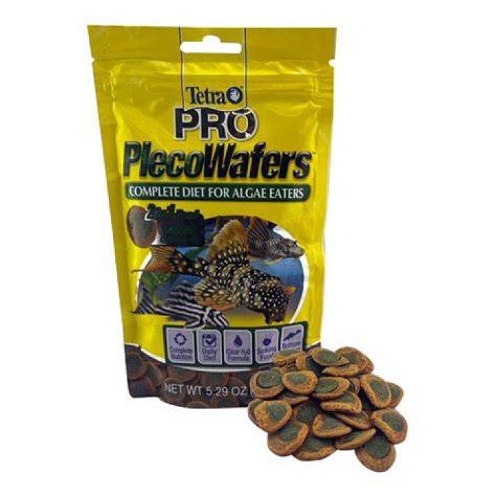 How often should I feed my pleco algae wafers?