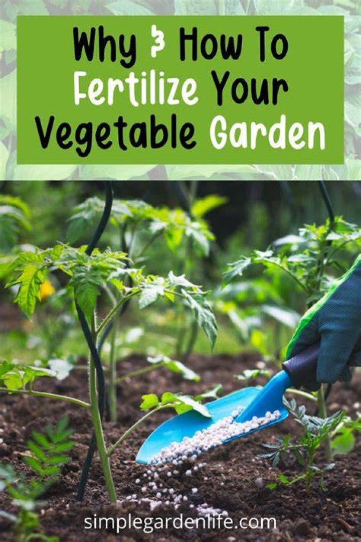 How often should I fertilize my vegetables?