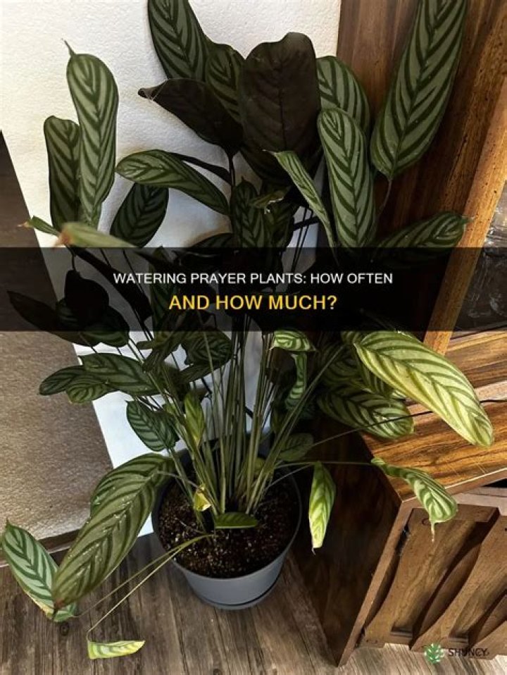 How often should I water a lima bean plant?