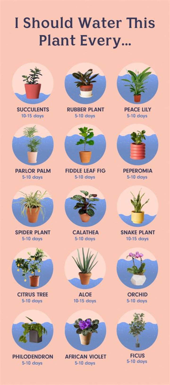 How often should sage plants be watered?