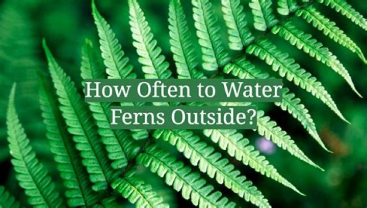 How often should water ferns?