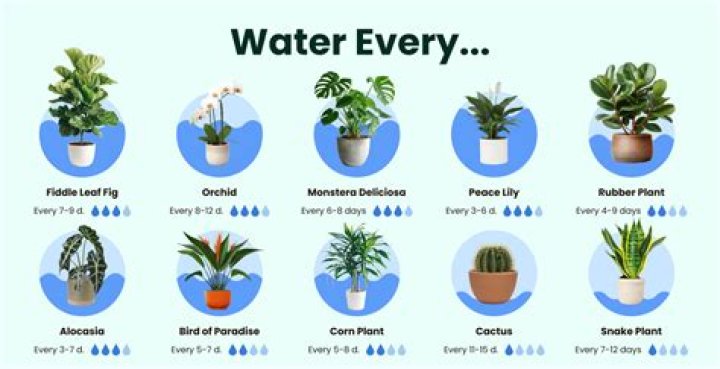 How often should you water cycads?